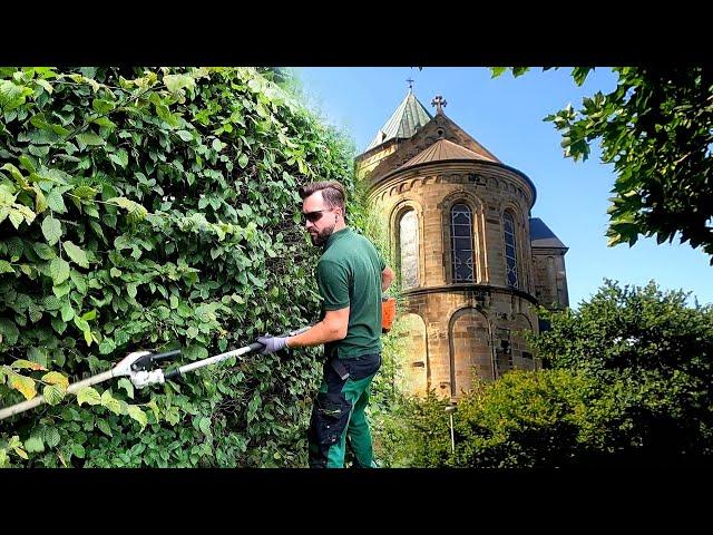 Trimming Beech and Yew Hedge