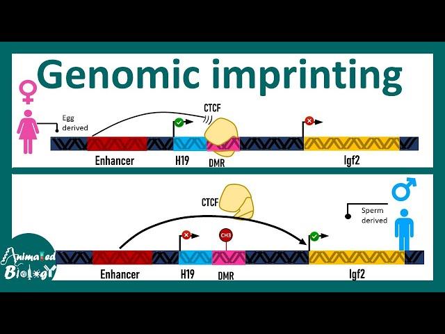 Genomic Imprinting | How  genomic Imprinting works at molecular level ?