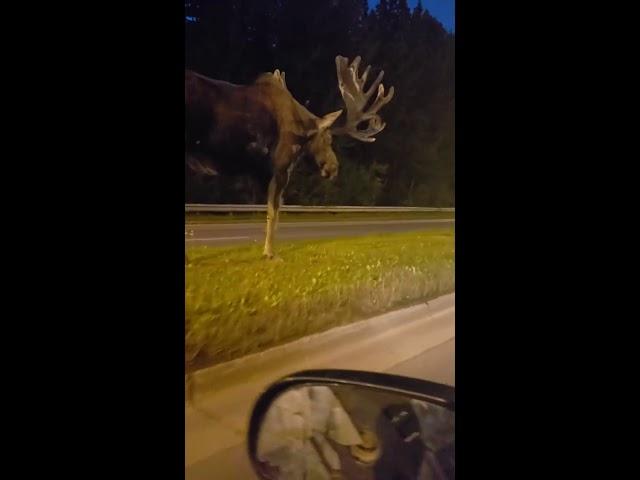 Meanwhile in Alaska: this giant wandering in the streets at midnight...