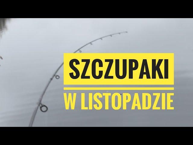 Jak złowić szczupaka w listopadzie