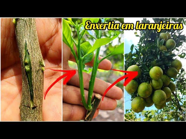 COMO FAZER ENXERTIA DE LARANJAS (CITROS) através da borbulha //DICAS para um ótimo resultado