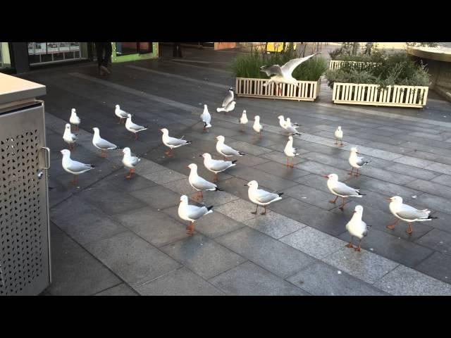 Dandenong plaza feed for dove