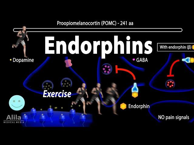 Endorphins, Mechanisms of Action, Animation