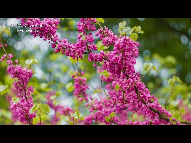 Fühlingsblumen * Movie ( keine Knipsbilder )