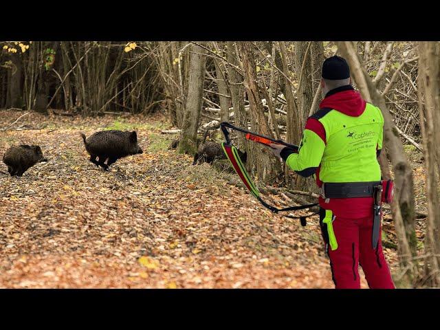 Die BESTE Drückjagd des Jahres? 45 Sauen in zwei Tagen! (DJI Mavic 3T)