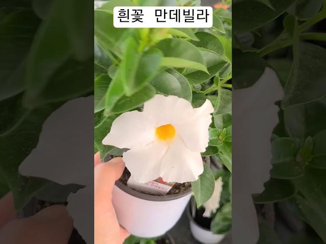 #은혜화훼판매장 #만데빌라 흰꽃