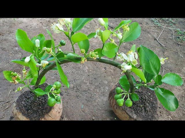 Amazing Grafting Skill | How To Grow Orange Fast And Success 100%