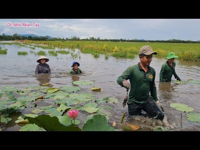 Bắt Chuột Mùa Nước Nổi Miền Tây Quê Em Vui Thiệt Vui #ỐcNhỏMiềnTây