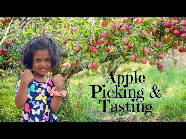 Apple Picking and Tasting/Pine-O-Mine Apple Hill/KrishaVlogs