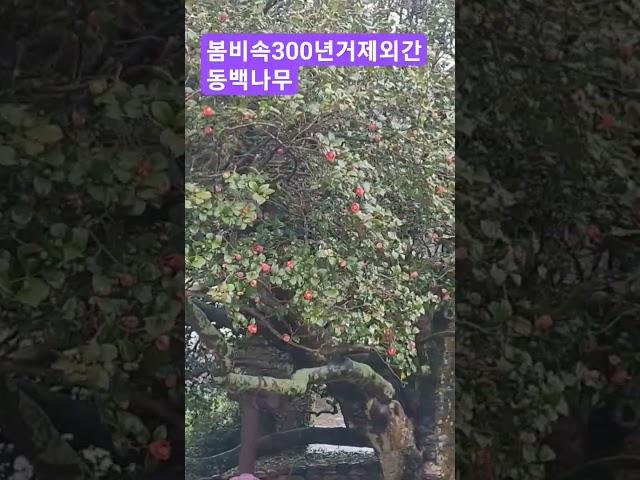 400km를 달려 거제로 나에게로 온 동생.역사샘이라 우중 가이드로 300년된 거제외간 동백나무 구경시켜줬다.안개자욱한 계룡산 자락을 뒤로하고 봄비,바람에 휘몰아친다.