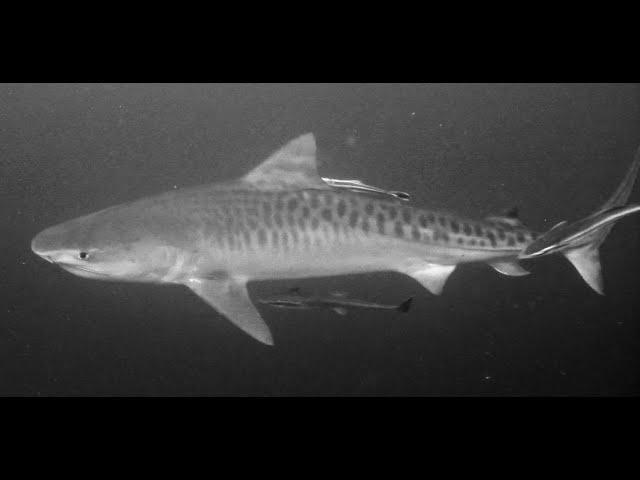 Baited Dive Umkomass 2009