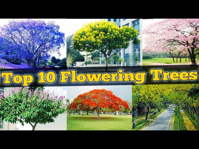 Top 10 Flowering Trees / Flowering Trees for Garden / topmost popular flowering trees / Flower trees