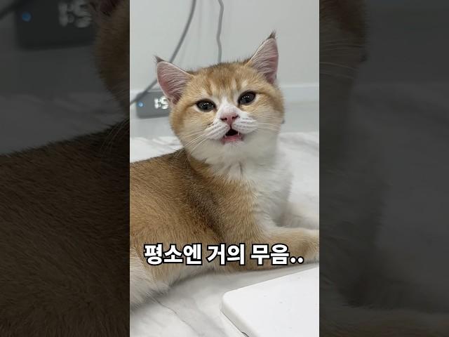 울집 고양이는 야옹하고 울지 않는다. #고양이일상 #개냥이 #cat #브리티쉬숏헤어 #브이로그