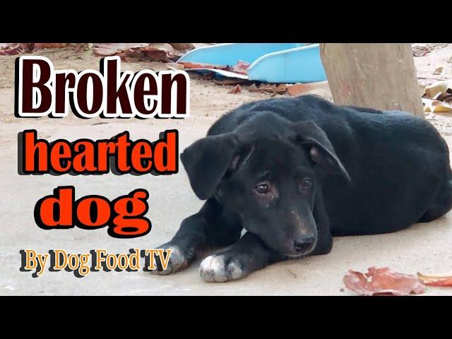 Broken hearted dog episode 86| By Dog Food TV