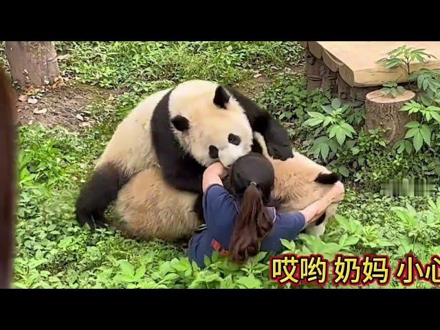 4.23 Scary! Two giant pandas pushed and pressed down the nanny on the ground