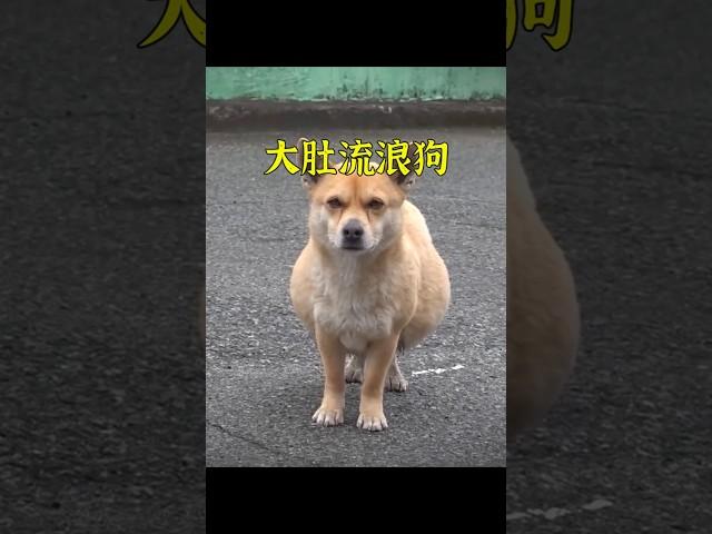 流浪公狗肚子大的就像懷孕，它究竟生了什麽病？ #animals #pets #dog #shorts