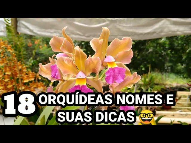 18 ORQUÍDEAS + NOMES / ID E SUAS DICAS DE CULTIVO ️ TODAS FLORIDAS