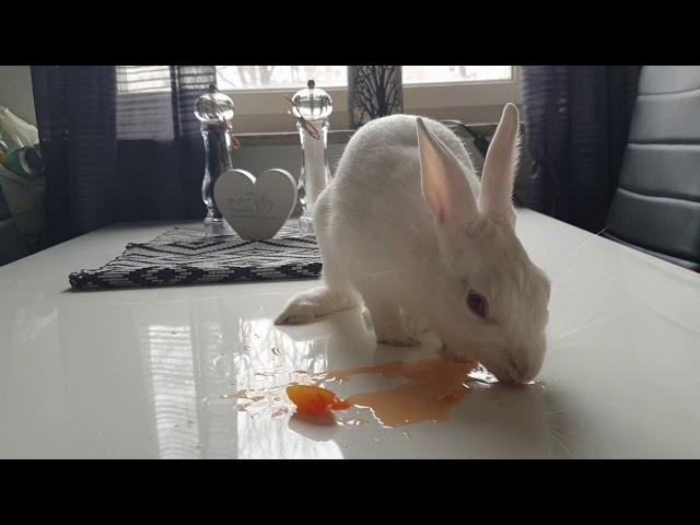 Cute Rabbit Eating & Licking Juicy Orange MESSY ASMR