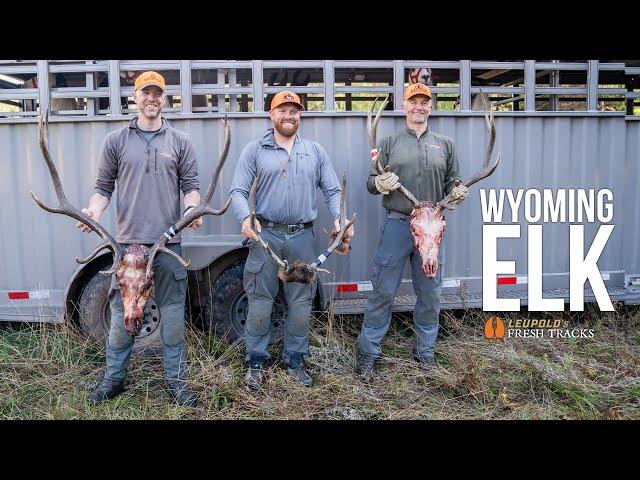 3 Bull Elk in ONE Hunt | Backcountry Reset #FreshTracks