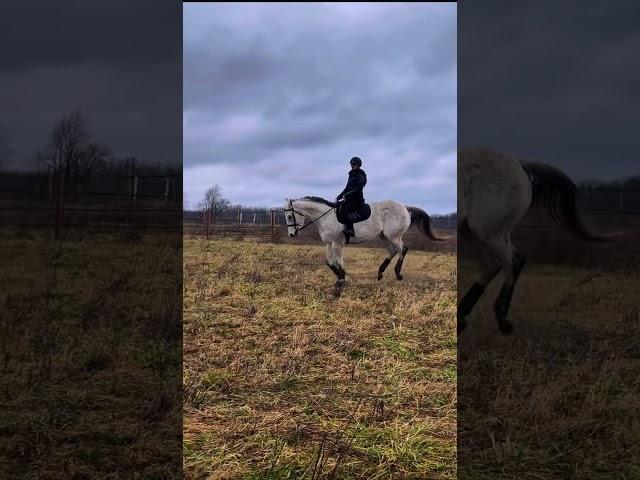 Money does talk 🫢 tried out my new stubben artus saddle today  so comfy and pretty!! #stubben #eq