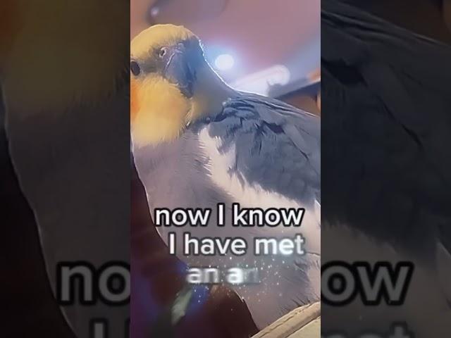 My angel! ️ #love #birds #cockatiel #edit