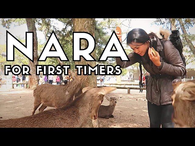 BEST THINGS TO DO IN NARA + JAPAN NARA PARK DEER | Nara Travel Guide