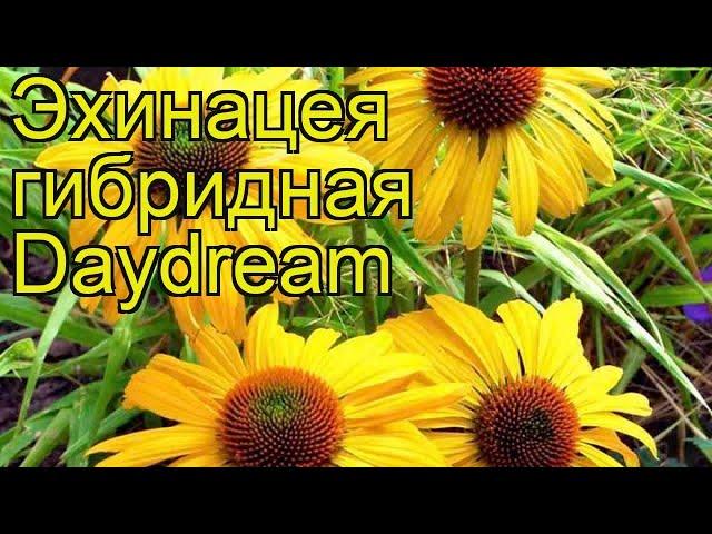 Эхинацея гибридная Дэйдрим. Краткий обзор, описание характеристик echinacea Daydream