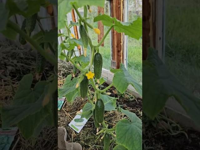 Огурцы по сортам, в разрезе