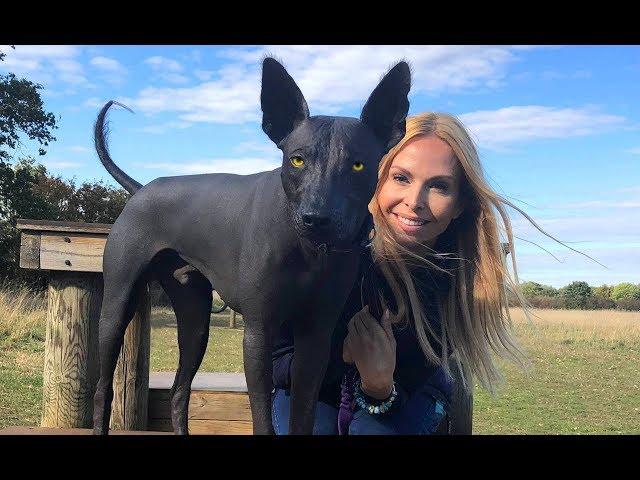 THE XOLO DOG - SCARY OR BEAUTIFUL? - Mexican Hairless Xoloitzcuintli