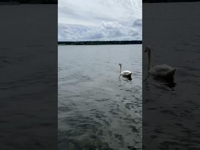 #swan in the sea #schwan #cute #shorts #short #animals #animal #cuteanimalclips  #subscribe 