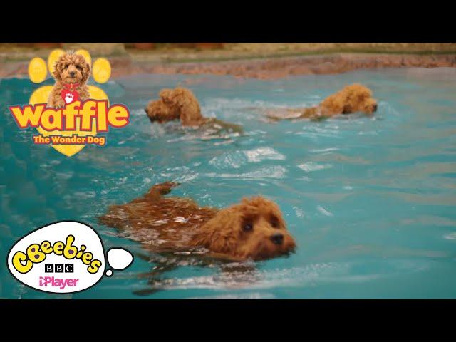 Swimming with Waffle the Wonder Dog | CBeebies