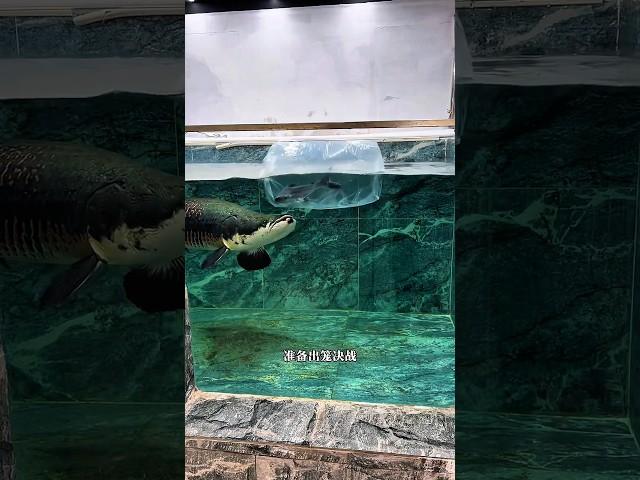 Arapaima ate a  big Cat fish. #short #shorts #arapaima #fish #fishing #monsterfish #ytshort