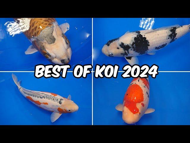 All Best in Variety Winners!! All Japan Koi Show 2024