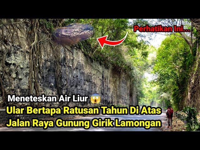 Meneteskan Air Liur ?! Ular Bertapa Ratusan Tahun Di Atas Jalan Raya Gunung Girik Lamongan