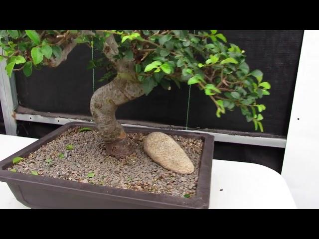 43 Year Old Chinese Elm Specimen Bonsai Tree - Curved Trunk Style