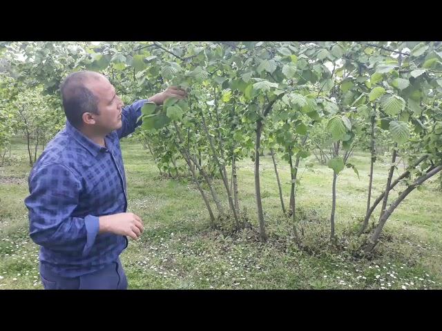 fındık ocağı nasıl olmalı..örnek ocak kesimi