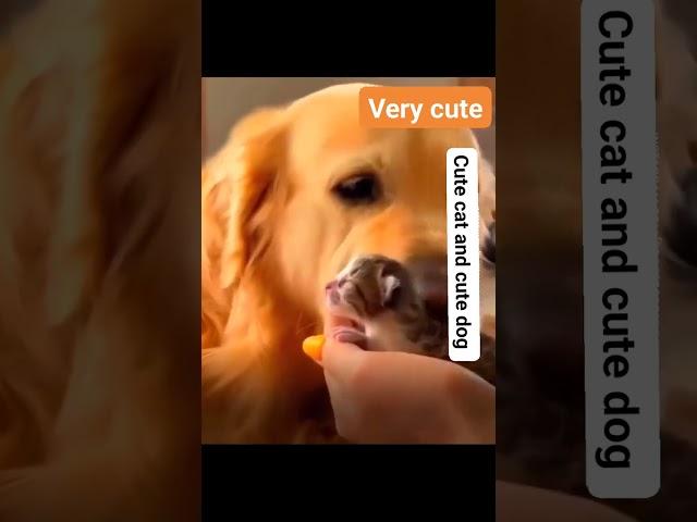 Very cute cat and cute dog make friends #cutecat #cutedog