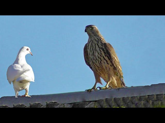  Hawk sat on the Roof with the Pigeons! Air Battle of the Goshawk and my Pigeons!