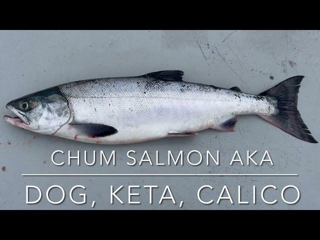 How to identify Chum Salmon