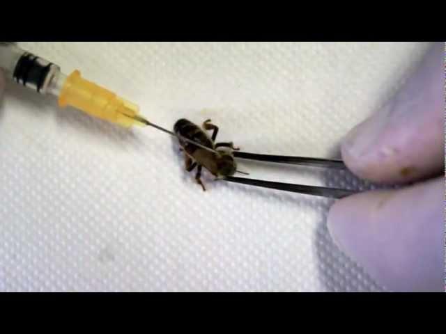 Infecing queens with CBPV