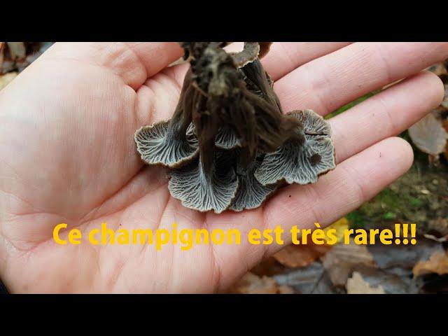 [CHAMPIGNONS] Rares chanterelles cendrées et Trompettes des morts !!