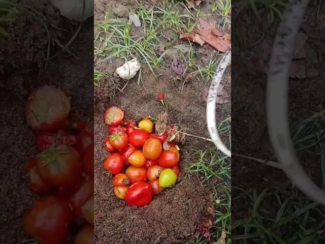 Tomat Busuk? Mending Dijadikan Kompos #berkebun #buah #kebun #berkebundirumah #tanaman #tomato