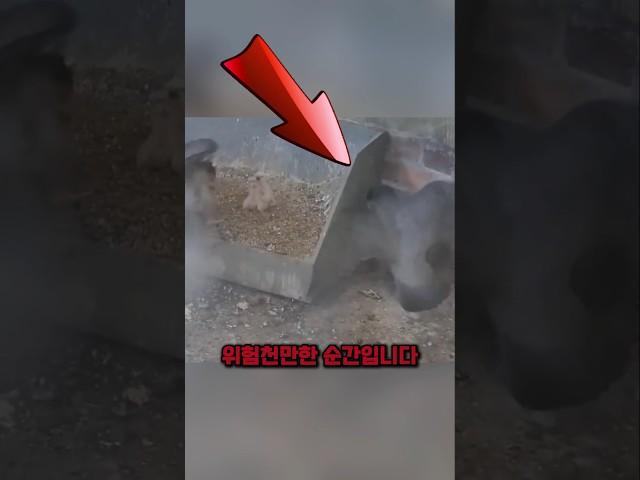 숨을 곳을 찾은 비둘기, 천적 옆이었습니다