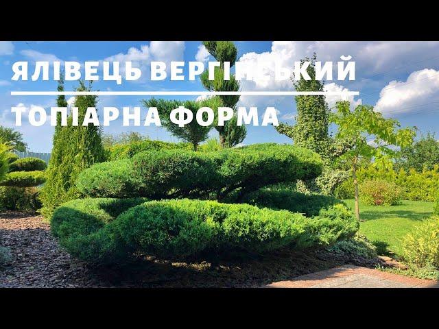 ЯЛІВЕЦЬ ВЕРГІНСЬКИЙ ХЕТЦ. ТОПІАРНА ФОРМА | ТОПІАРНИЙ САД