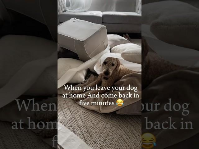 When you leave your dog at home and come back in five minutes #dogbreed #goldendoodle #goldendoodle