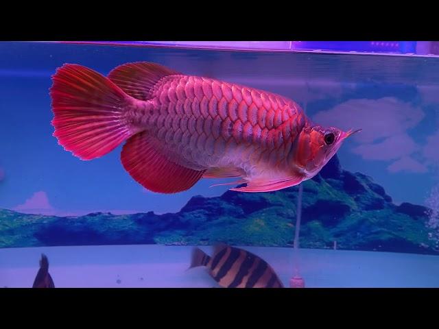 King Arowana i