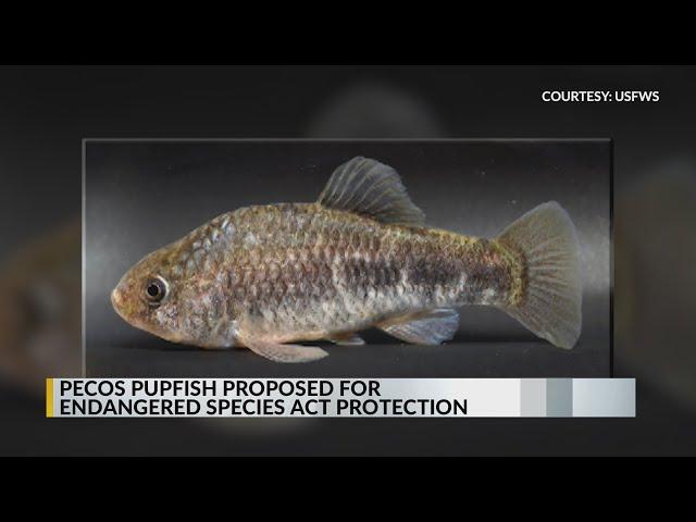 Pecos pupfish proposed for Endangered Species Act protection