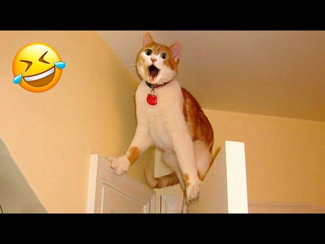 Funny Animal Videos 2023  - Funniest Dogs and Cats Videos  #4