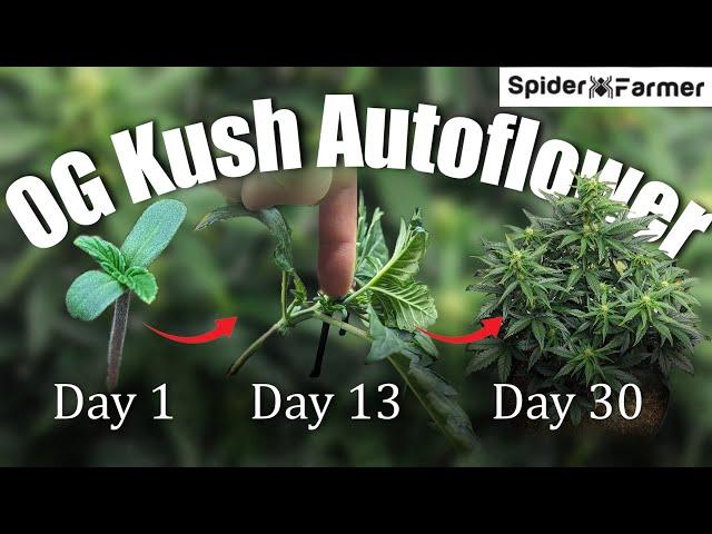 How I Grow E15- LST Training Autoflowers - OG Kush Auto Fastbuds -Spiderfarmer SF4000