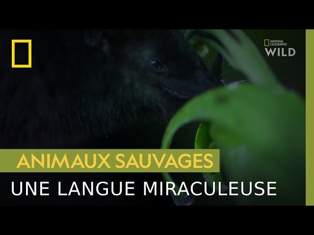 Seule cette chauve-souris peut polliniser cette fleur